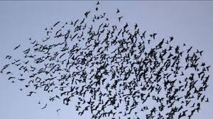 Kota Wuhan Diserang Burung Gagak